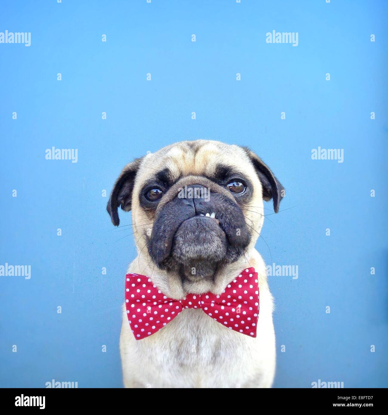 Portrait of a Pug dog with attitude wearing bow tie Stock Photo