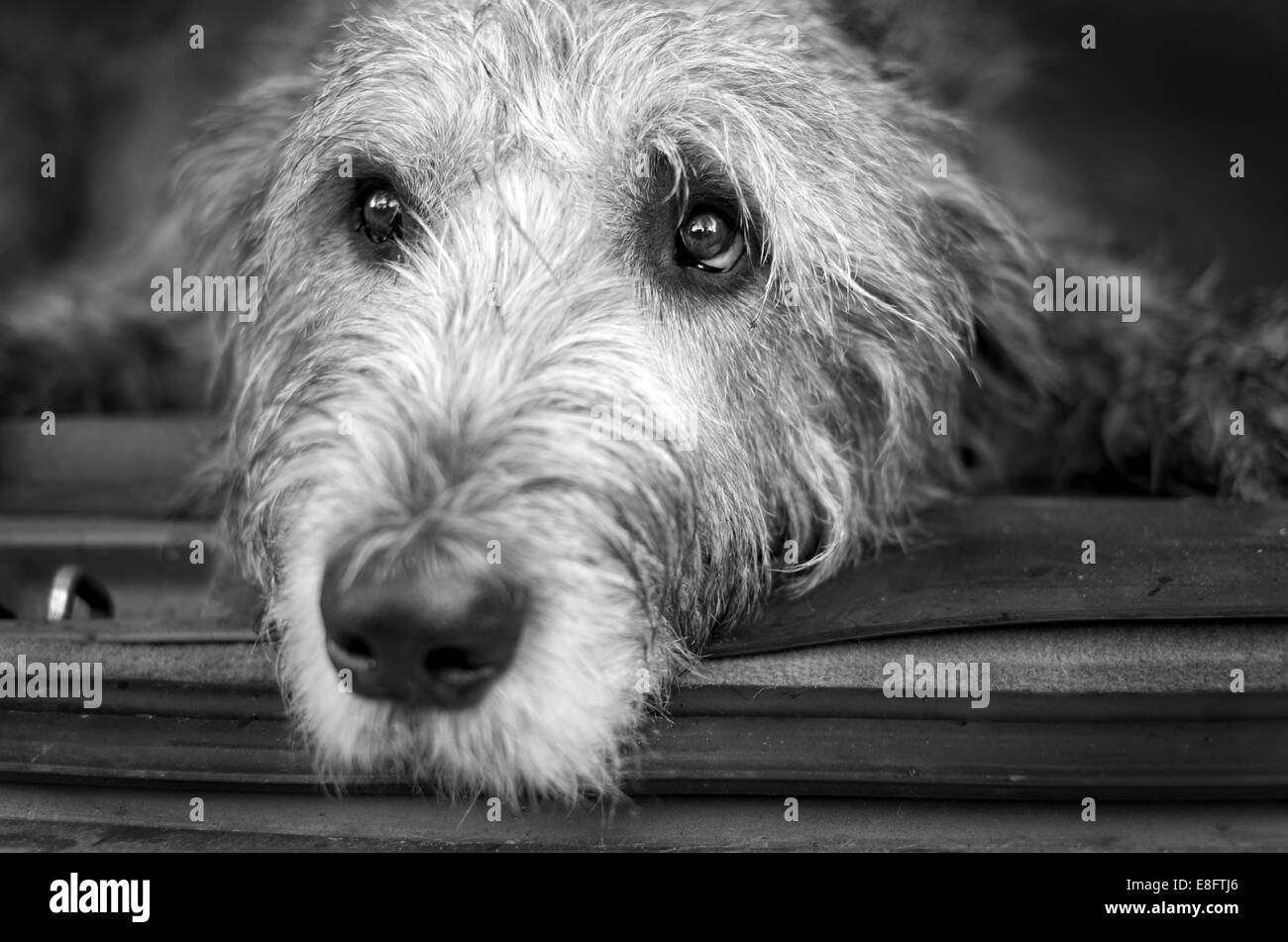 Portrait of Irish Wolfhound dog lying in the back of a car Stock Photo