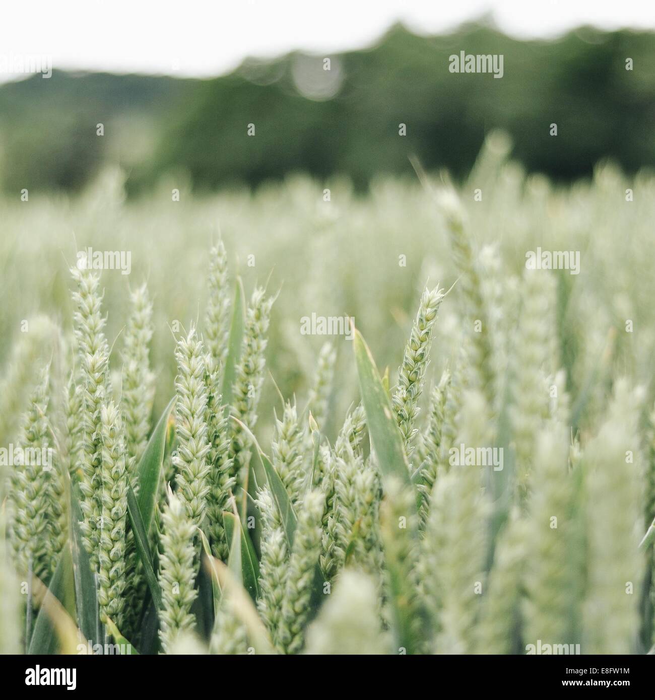 Close-up of wheat field Stock Photo