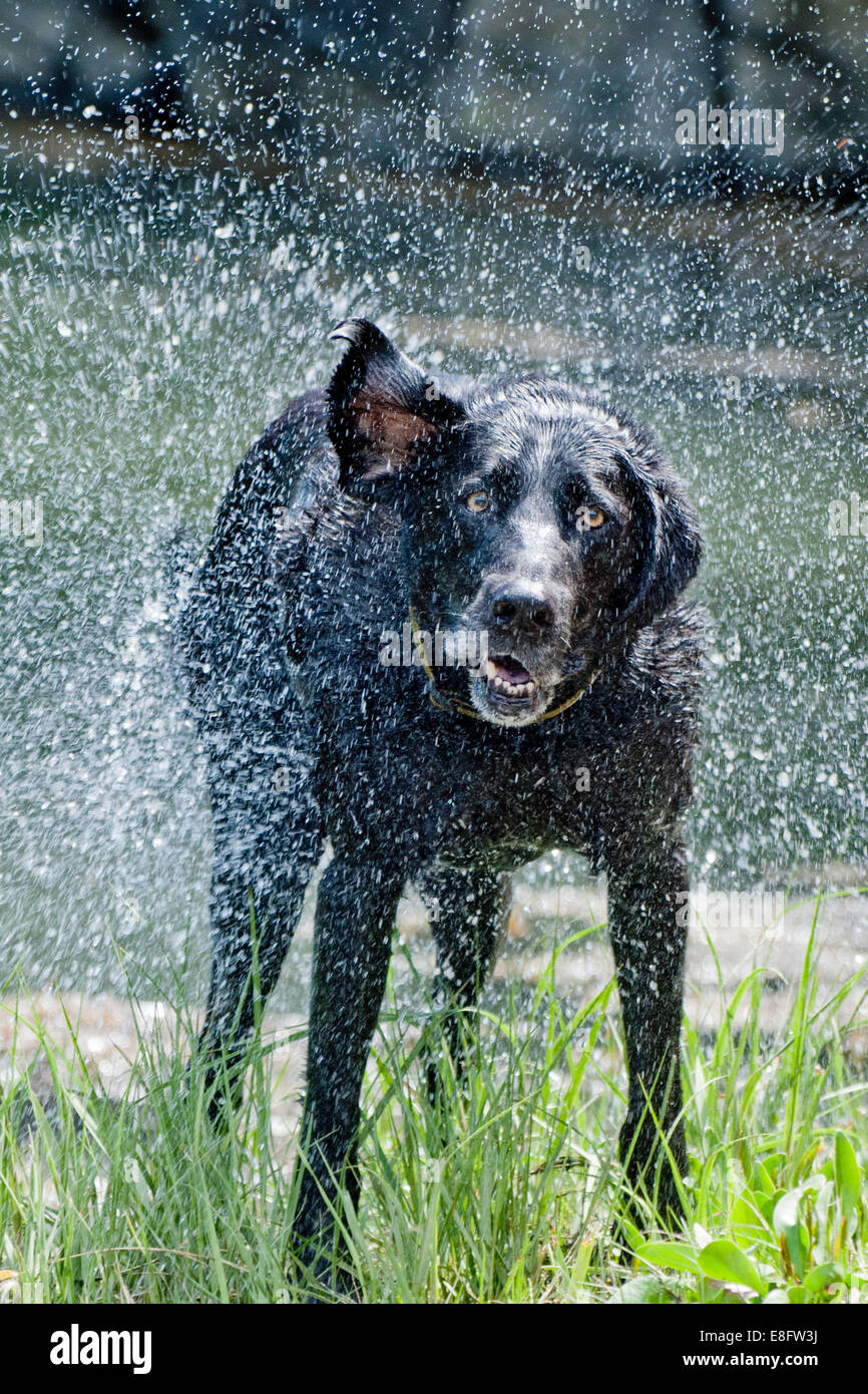 Dog drying off Stock Photo Alamy
