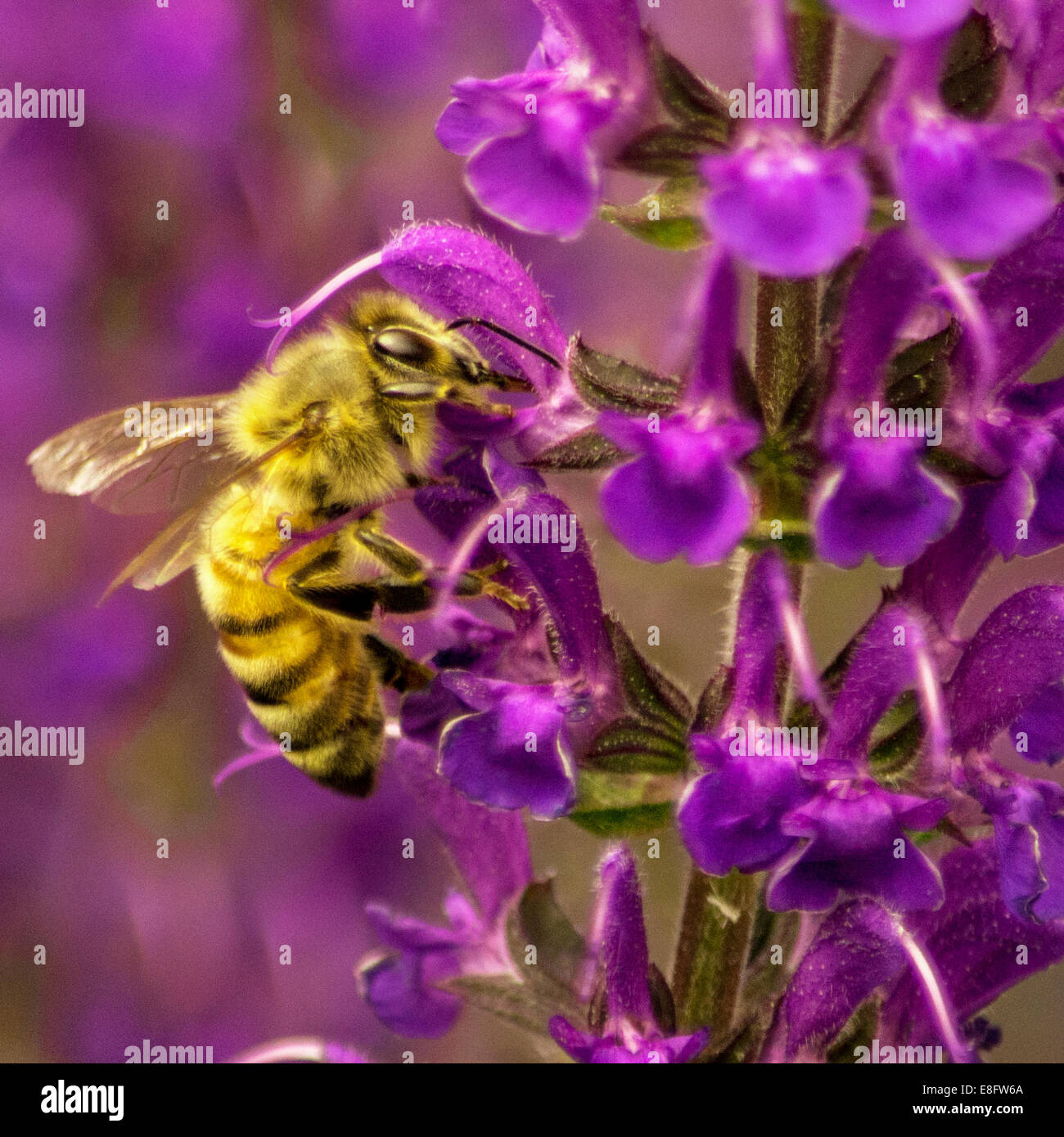 USA, Colorado, Bee in Midnight Salvie Stock Photo