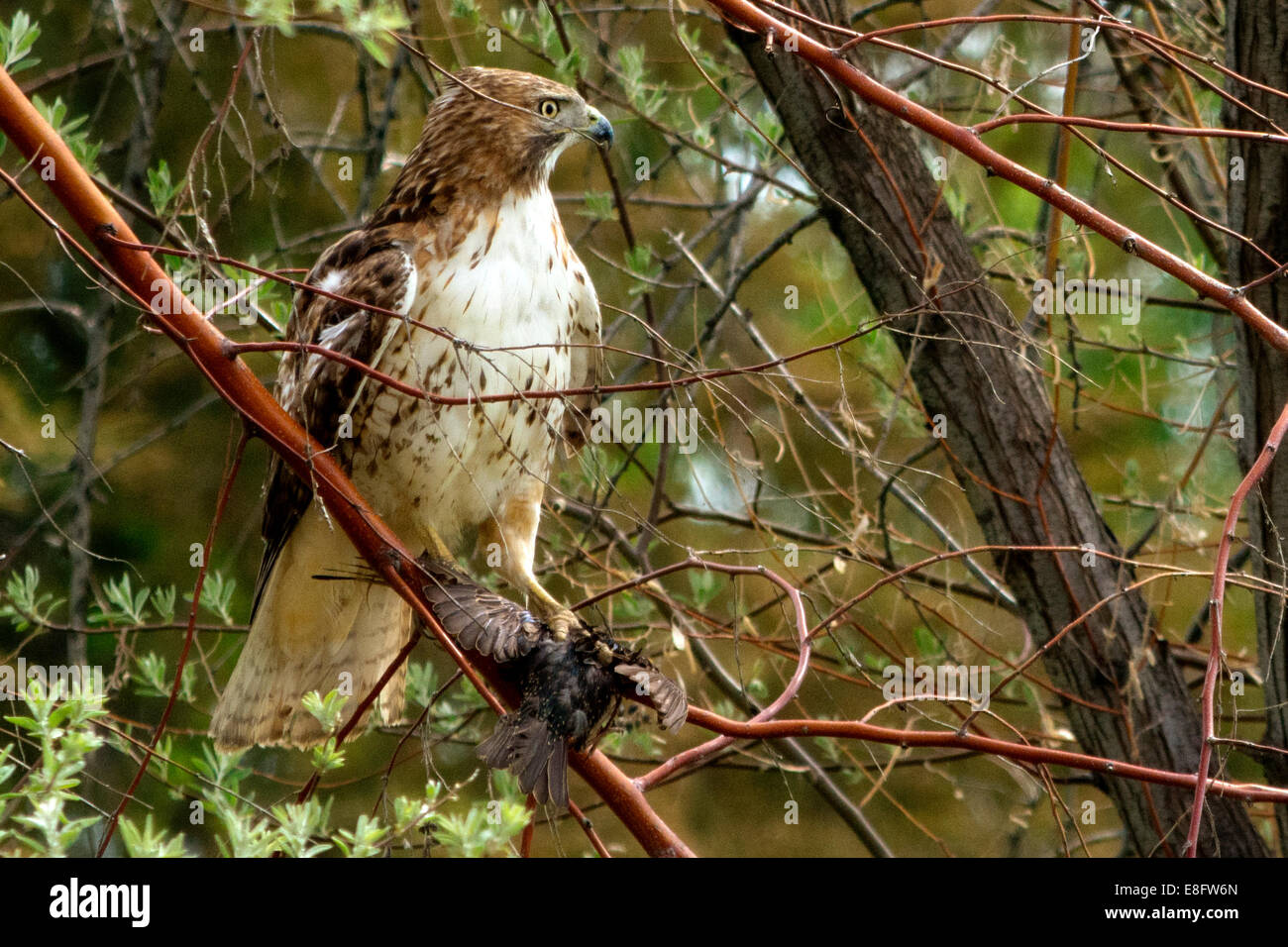 USA, Colorado, Hunting hawk Stock Photo