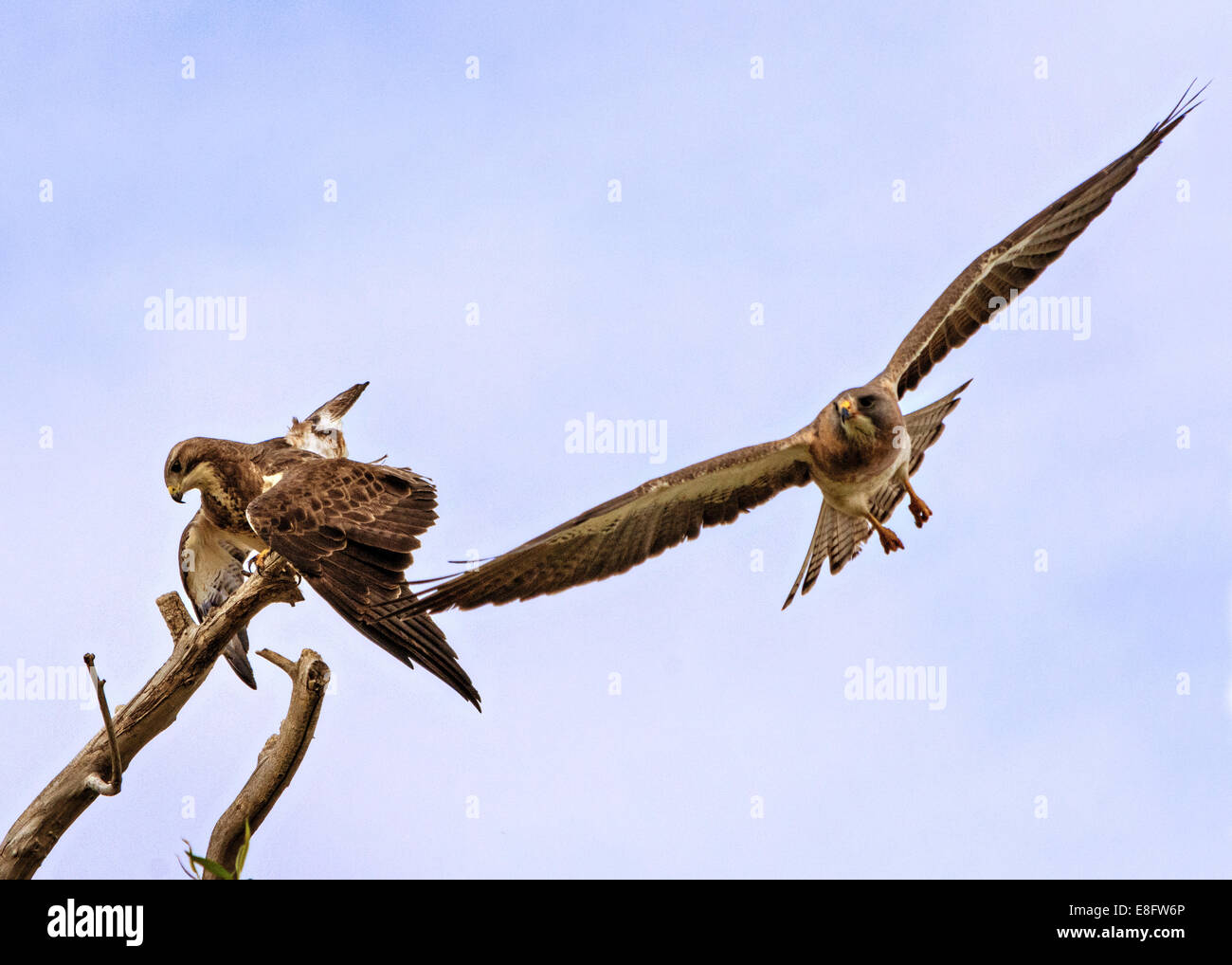 USA, Colorado, Mating hawks Stock Photo