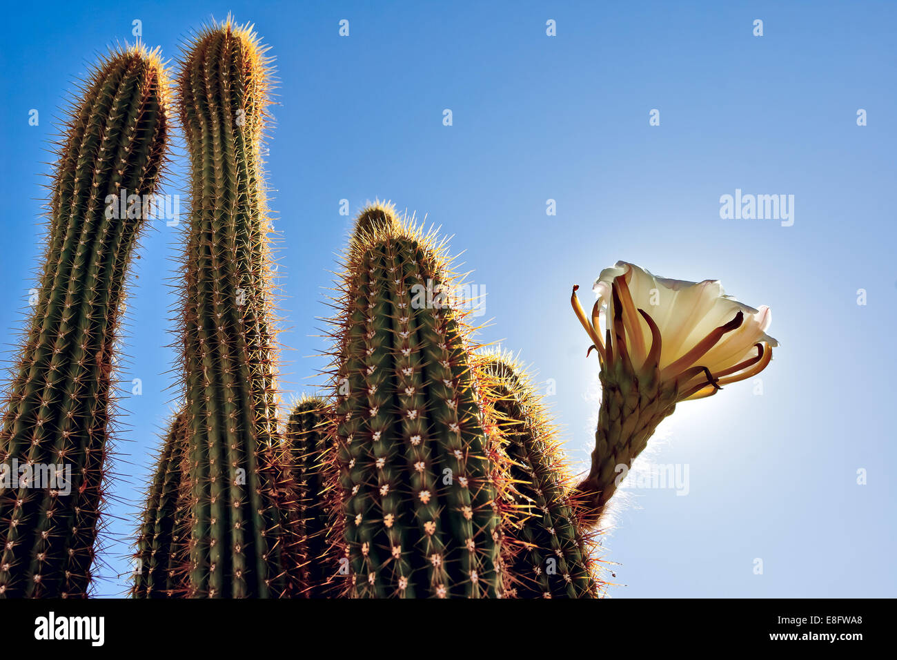 USA, Arizona, Maricopa County, Arlington, Upward view of cactus ( Trichocereus Spachianus ) known as Golden Torch Stock Photo