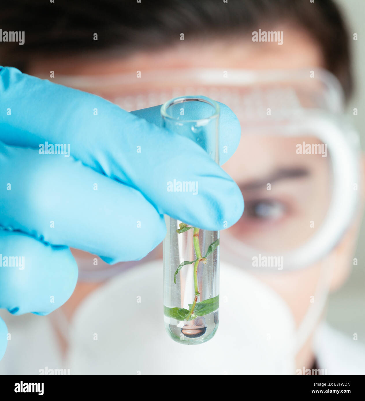 Plant Sample For Testing Close up of scientist holding plant sample in test tube Stock Photo - Alamy