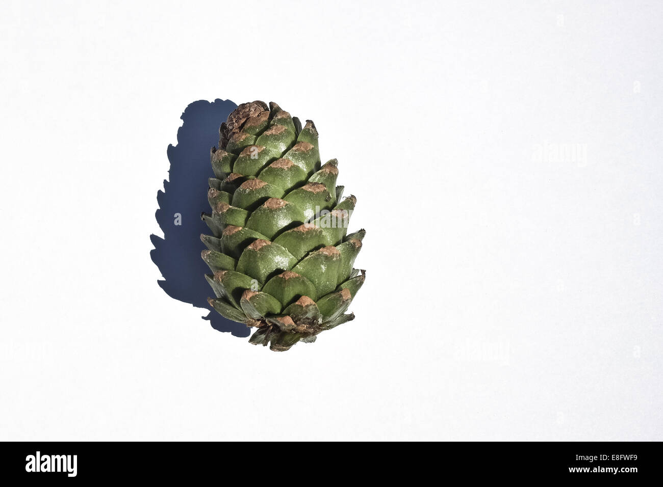 Pine cone against white background Stock Photo