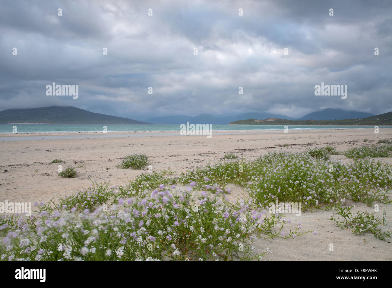 Seilebost beach pink flowers Isle of Harris, Scotland Stock Photo