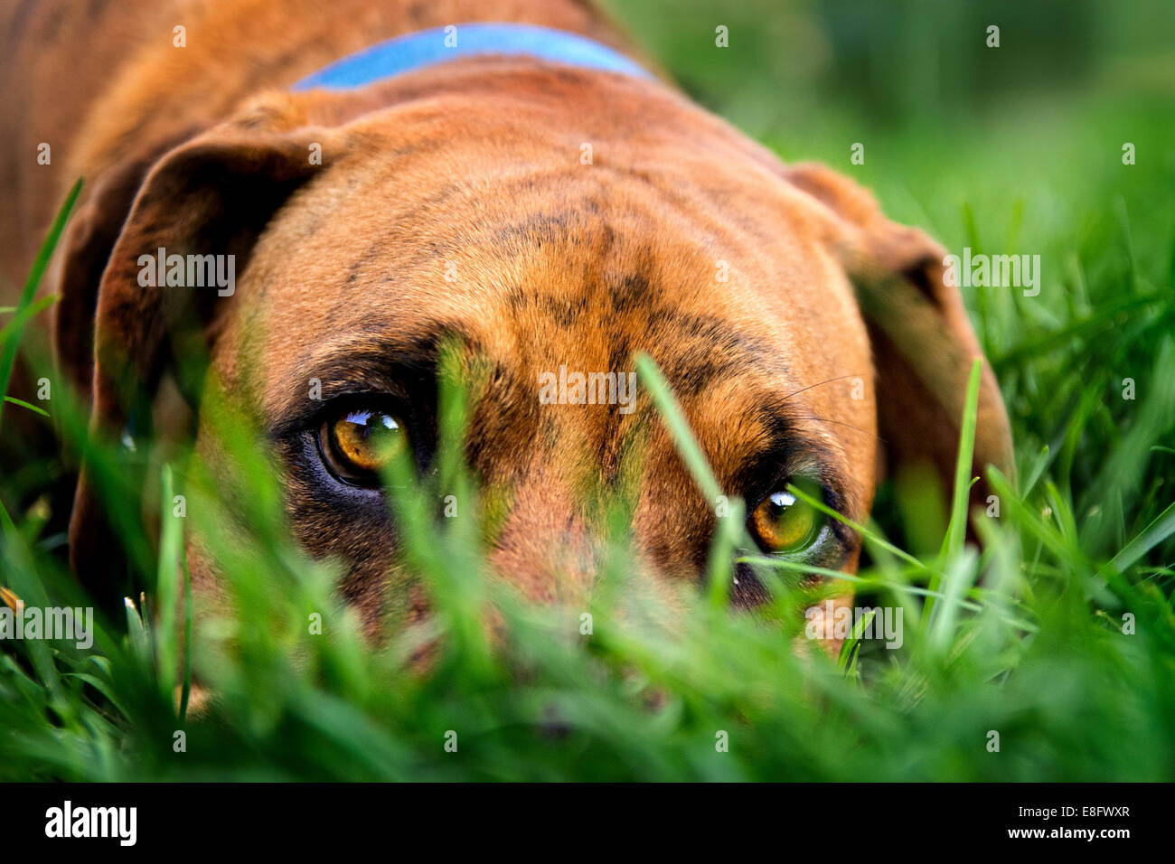 Dog lying in grass Stock Photo