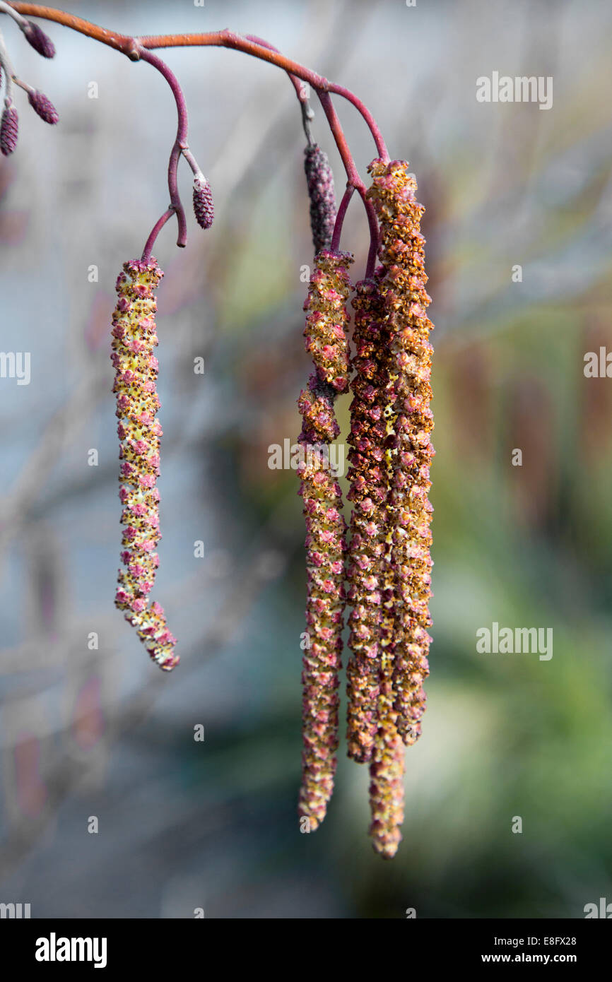 Alder Alnus glutinosa close-up showing female flowers and male catkins Stock Photo