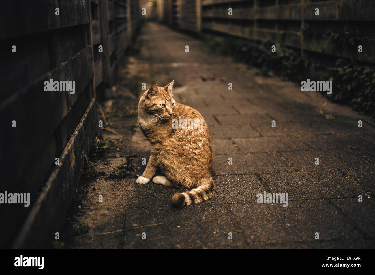 Alley Cat High Resolution Stock Photography and Images Alamy