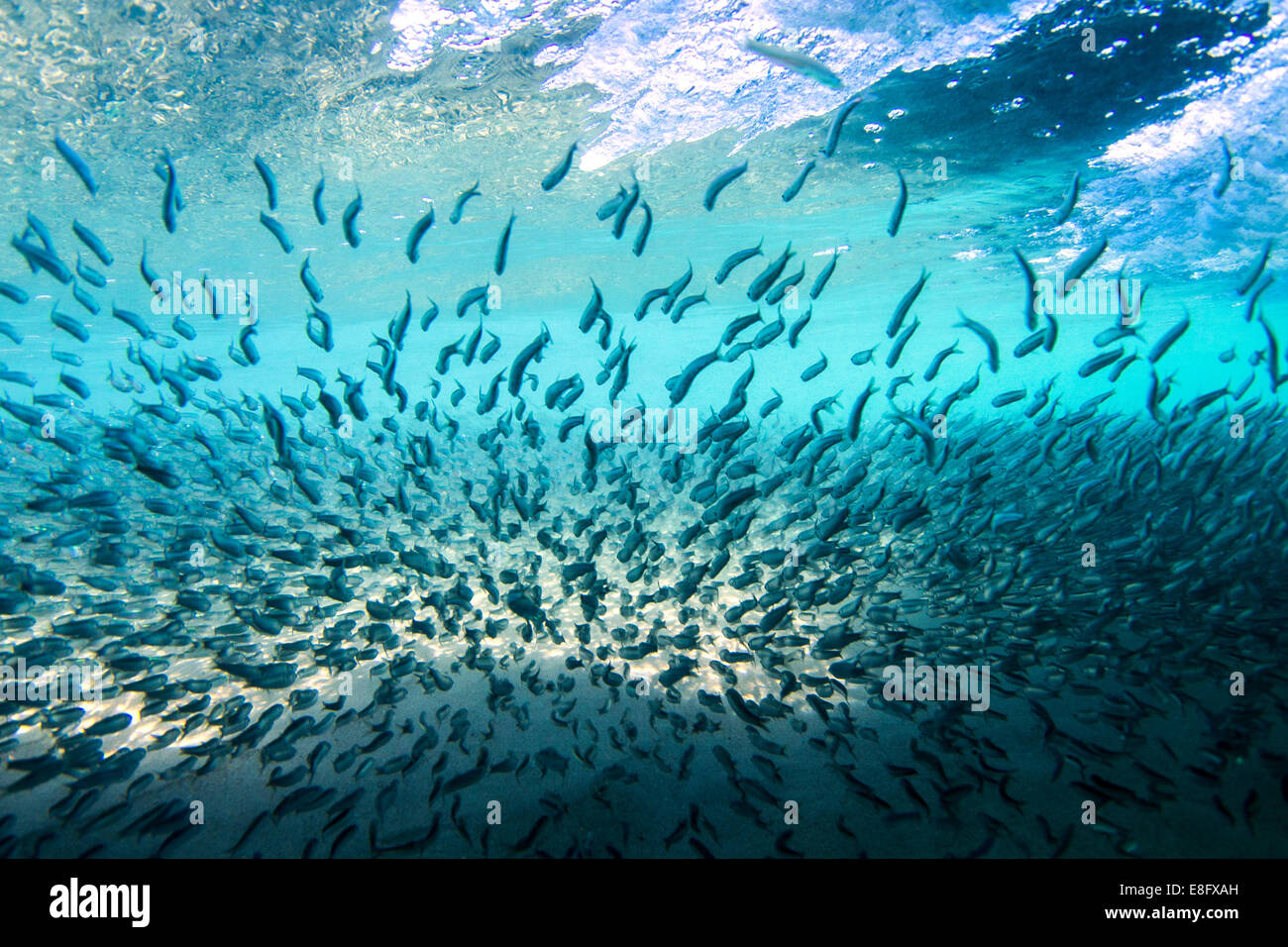 School of fish underwater Stock Photo