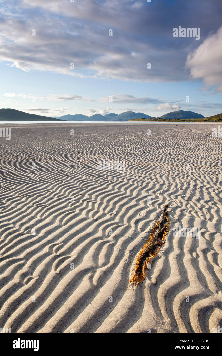 Ripples in the sand and a long kelp frond Seilebost beach Harris, Outer Hebrides, Scotland Stock Photo