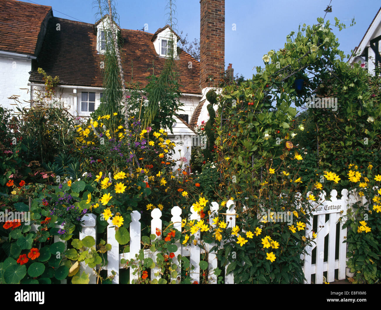 Yellow daisies and orange nasturtiums on white picket fence bordering garden of country cottage Stock Photo