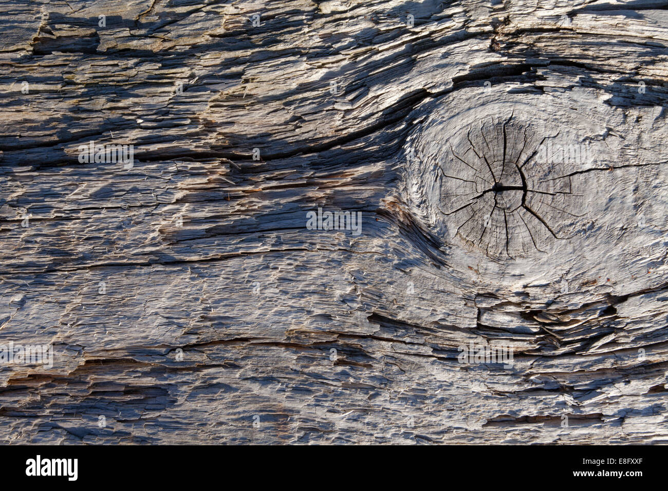 Old driftwood detail texture Stock Photo