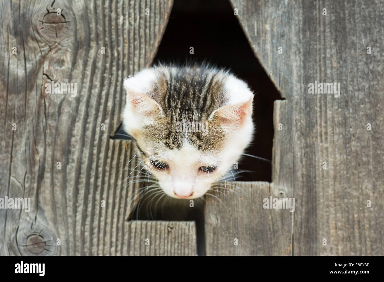 Cute Small Baby Kitty Cat Portrait Stock Photo
