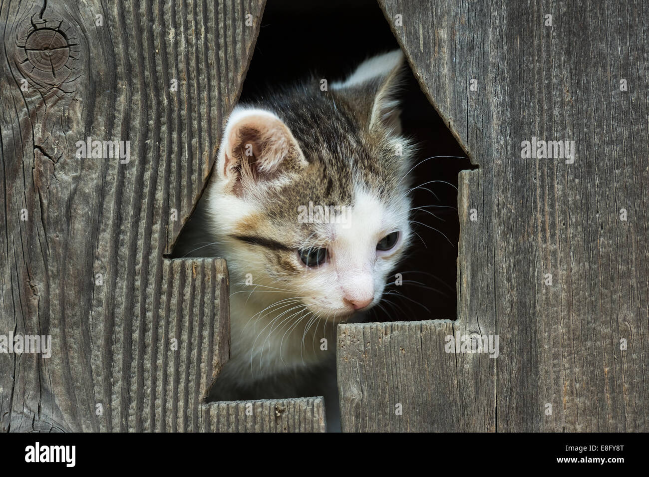 Cute Small Baby Kitty Cat Portrait Stock Photo