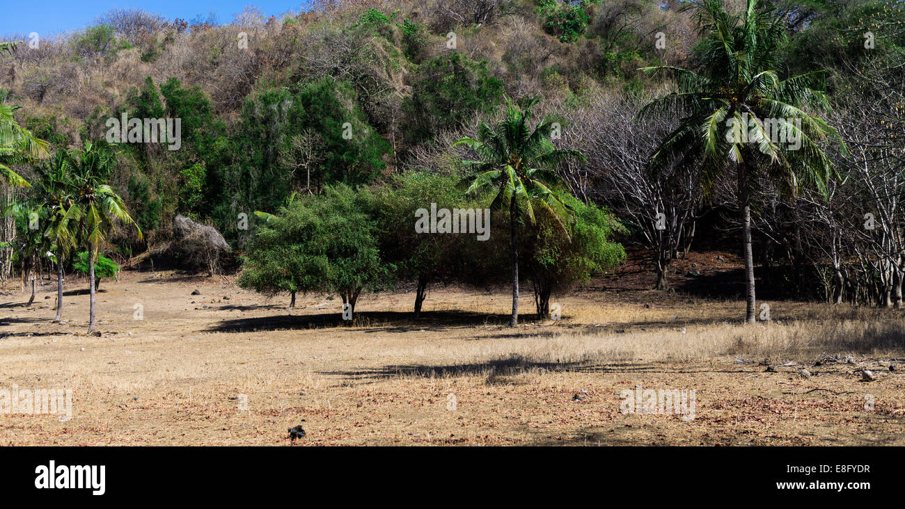 Dry season view Stock Photo