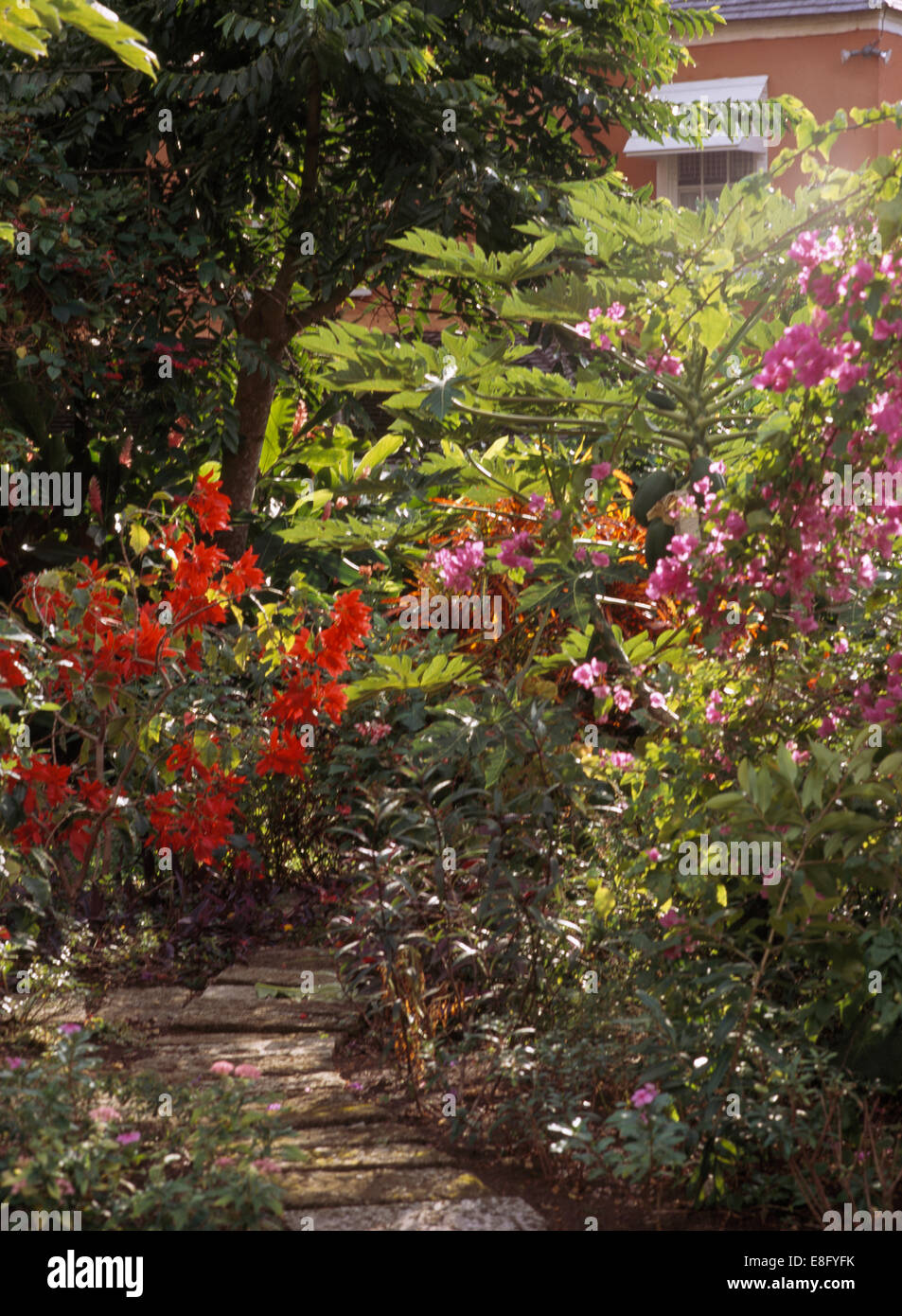 Orange and pink flowering shrubs in borders in Caribbean garden Stock Photo