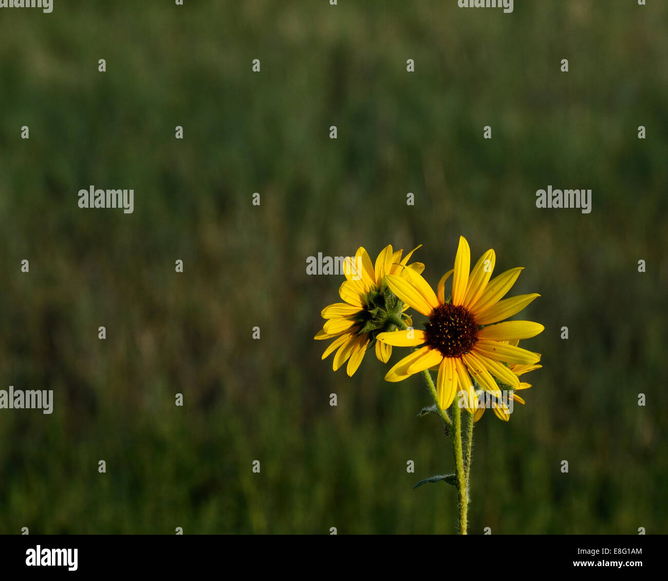 Sunflower variety growing wild in a meadow in Ute valley Park, Colorado