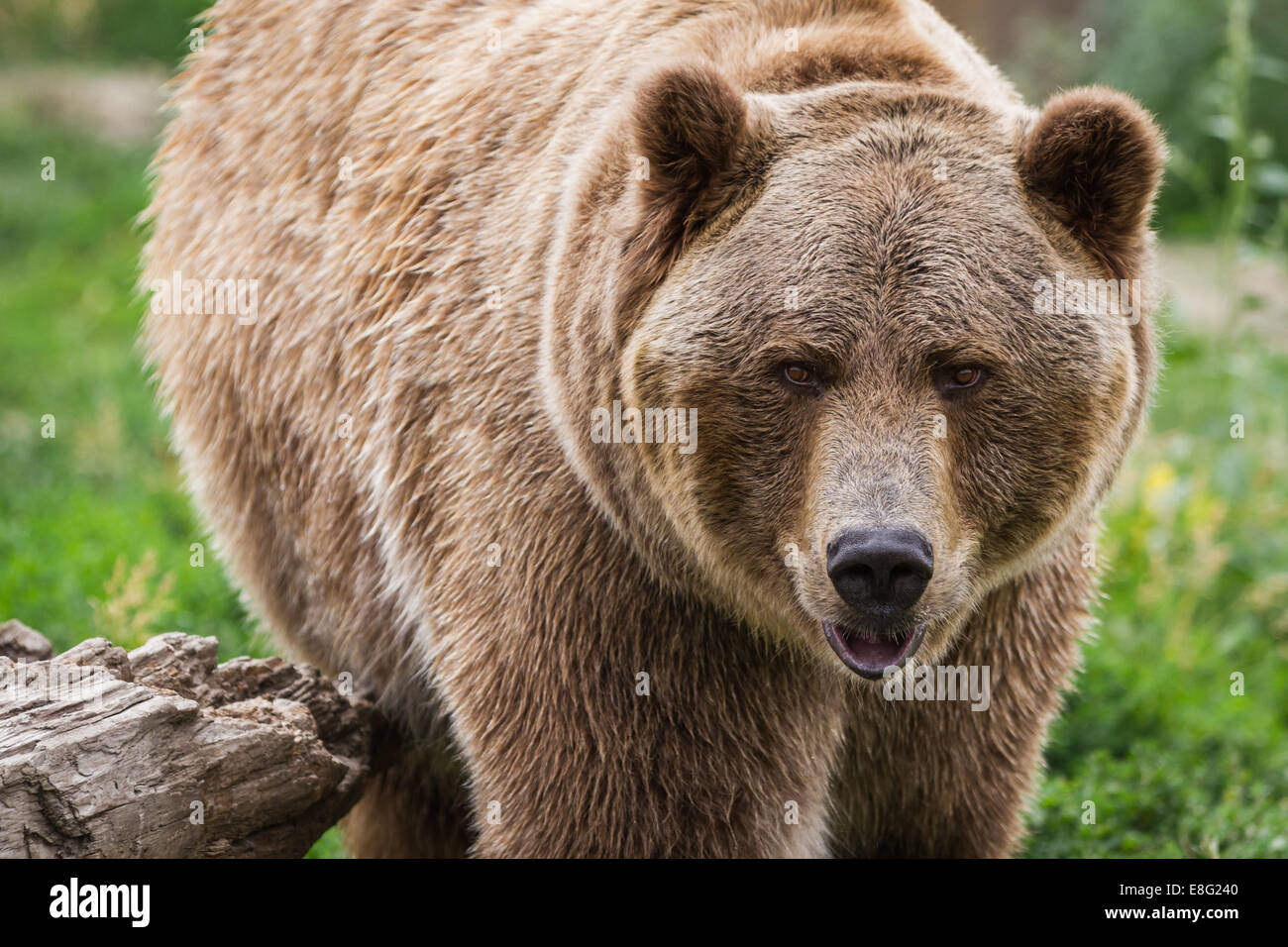 close up of an adult grizzly bear on green grass Stock Photo