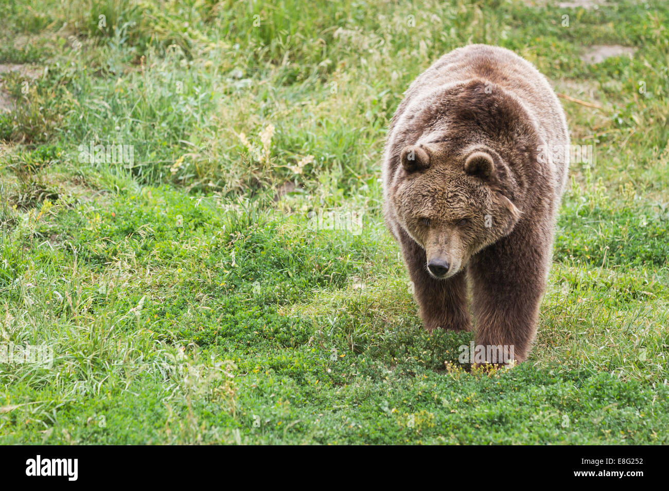 close up of an adult grizzly bear on green grass Stock Photo
