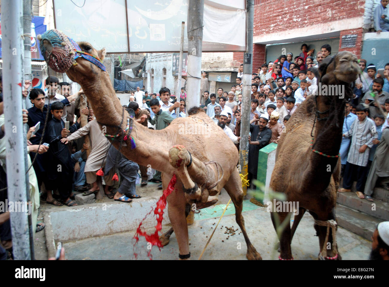 peshawar-7th-oct-2014-muslims-slaughter-
