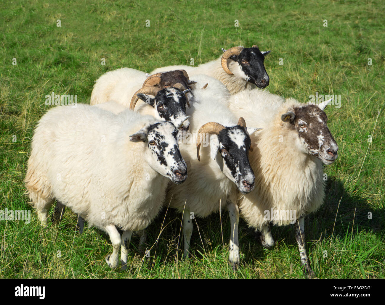 Small group of Scottish Blackface sheep Stock Photo