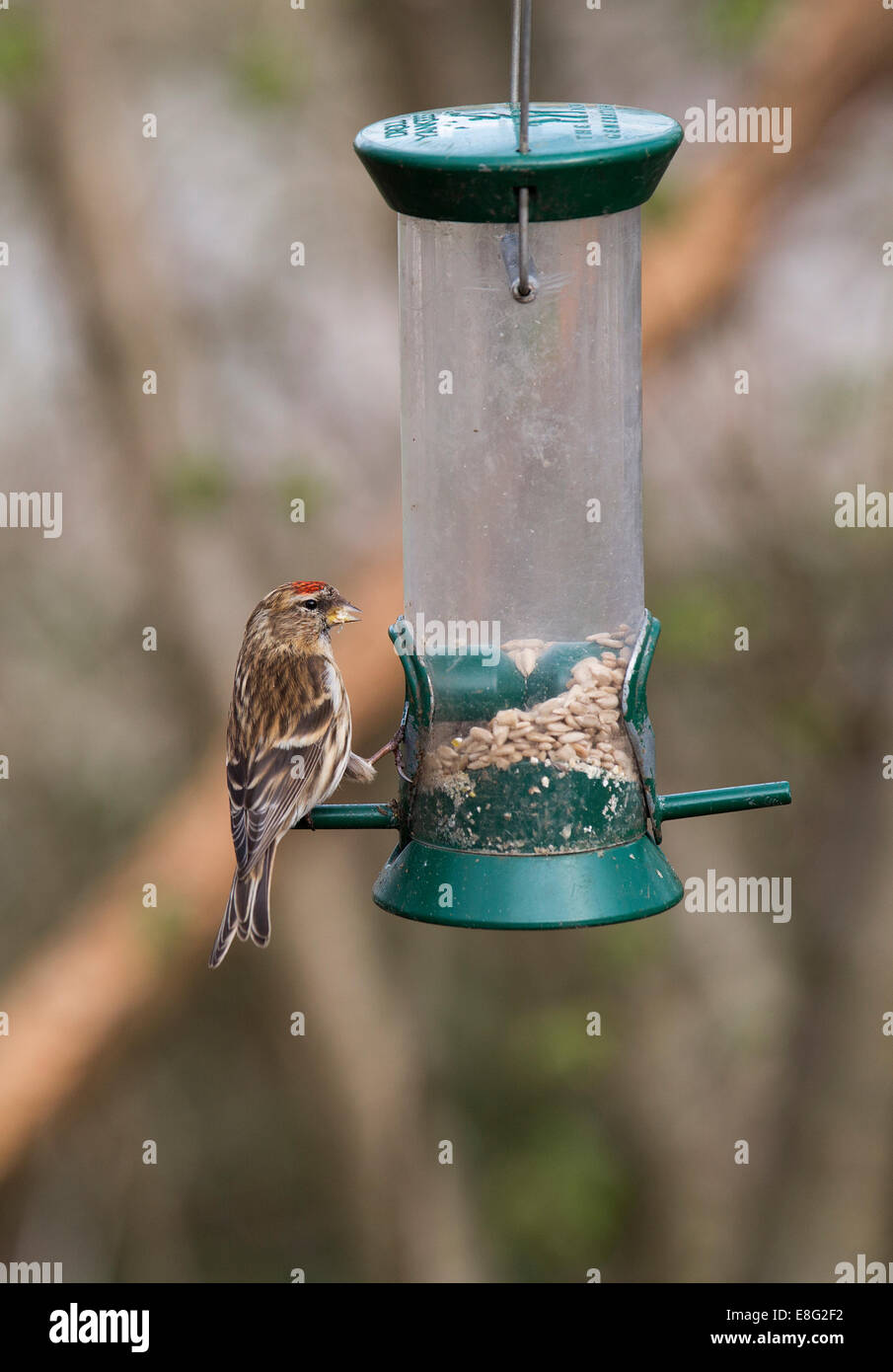 Lesser Redpoll Carduelis flammea cabaret adult male in breeding plumage perched on a bird-feeder Stock Photo