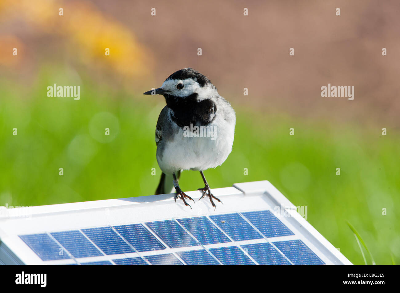 Pied Wagtail Mottacilla alba yarrelli adult male in breeding plumage perched on solar panel Stock Photo