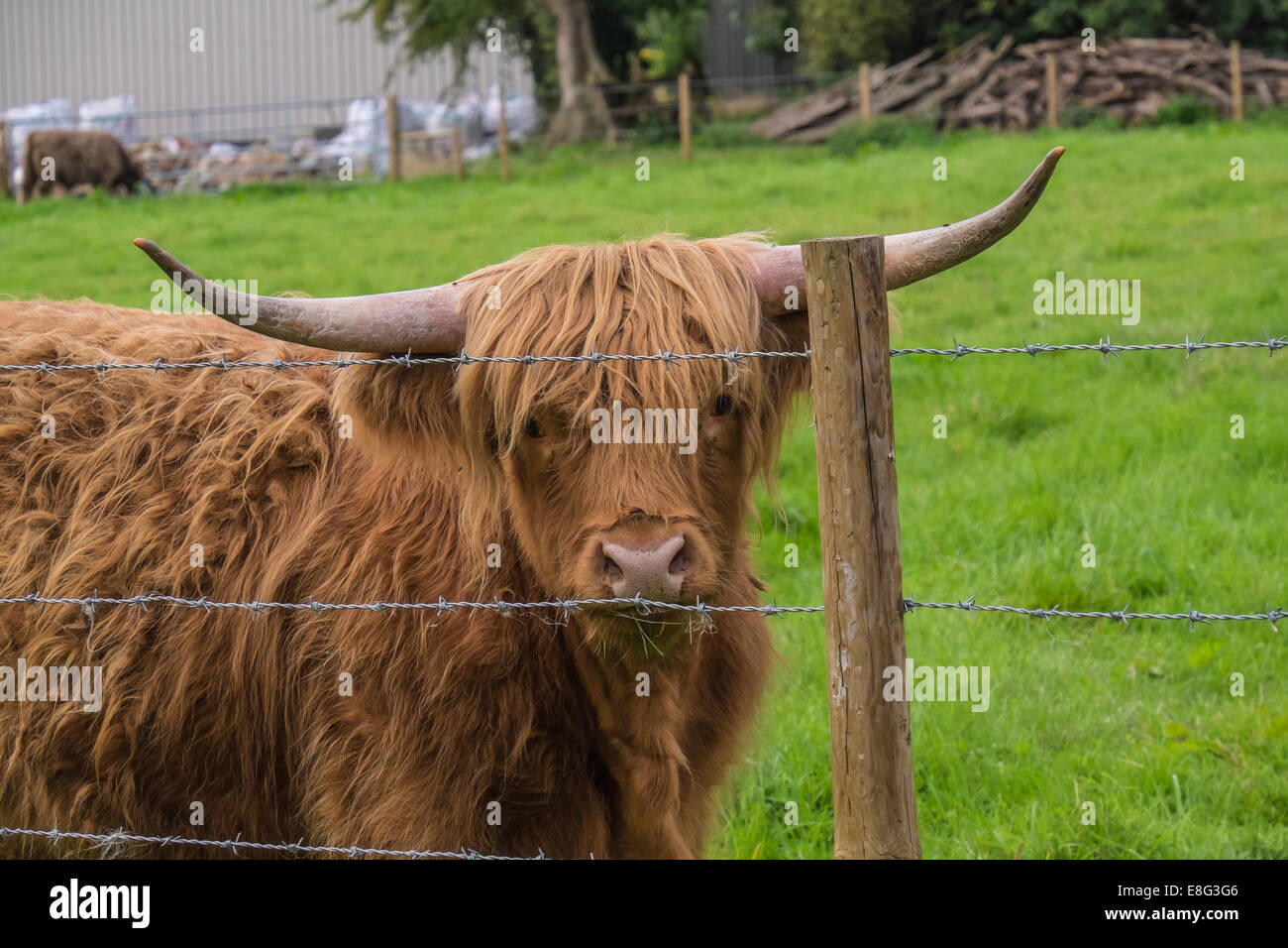 Highland cattle Stock Photo