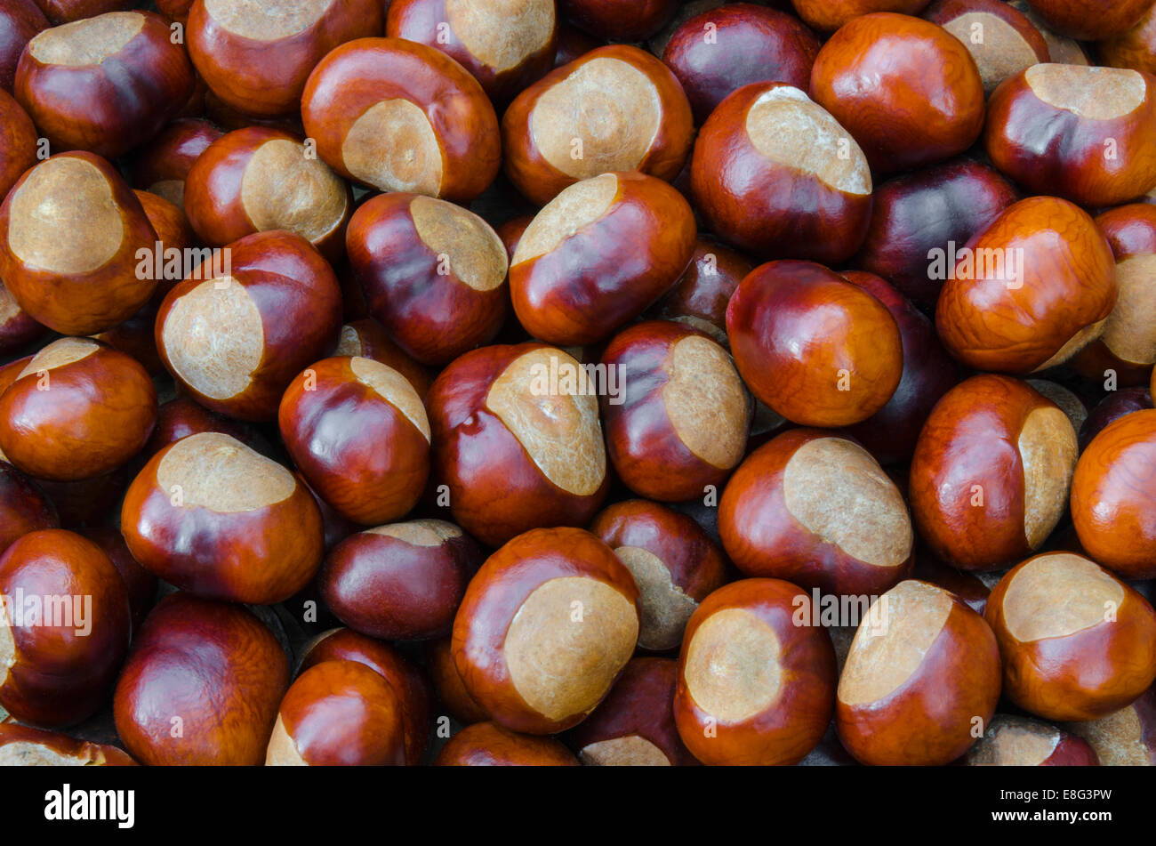 Horse chestnuts hires stock photography and images Alamy