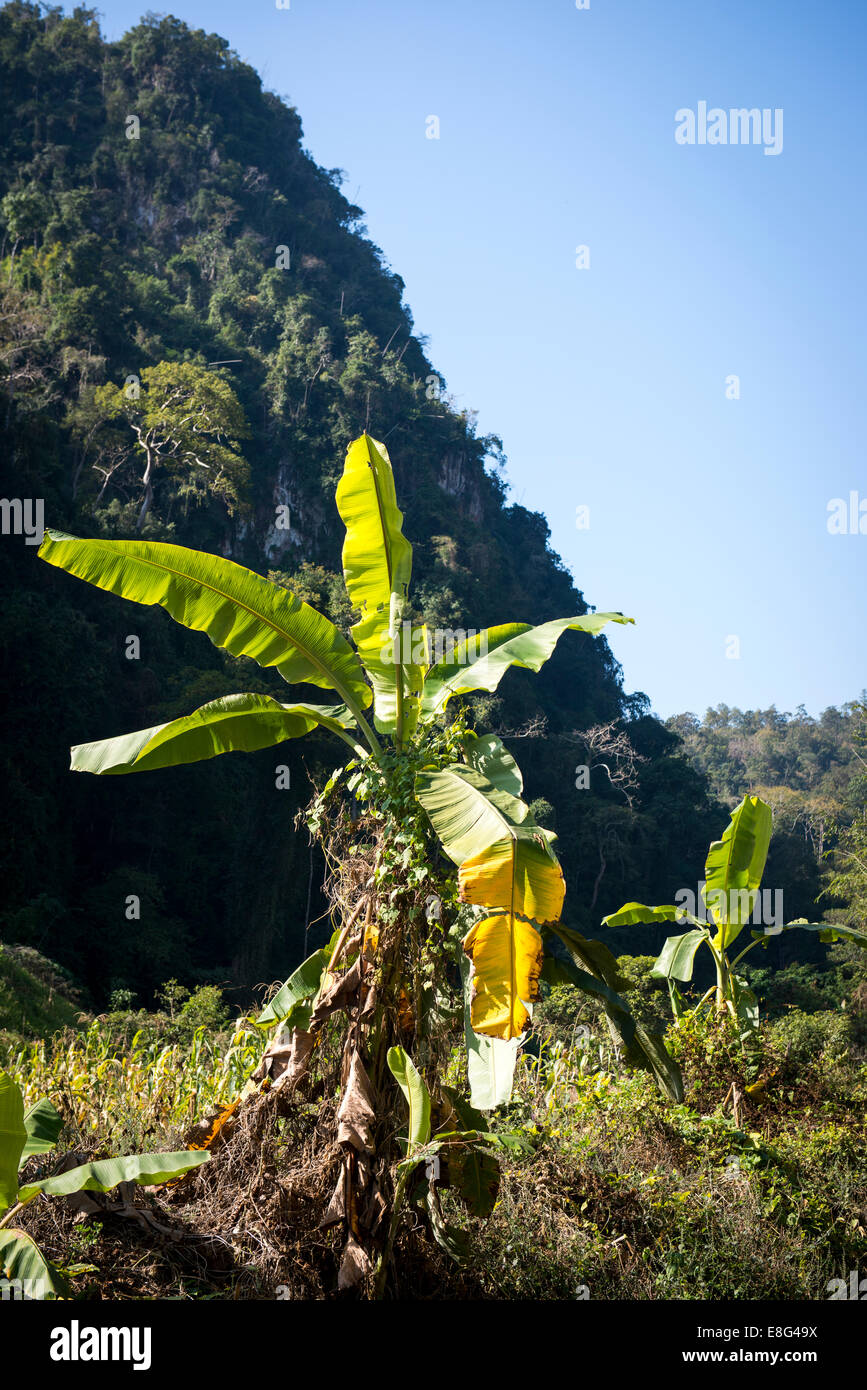 Hill tribe of mae hong son hi-res stock photography and images - Alamy