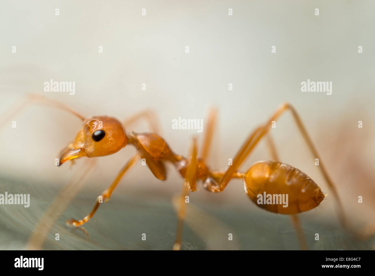 A Weaver Ant (genus Oecophylla) climbs on a sheet of glass in Hong Kong ...