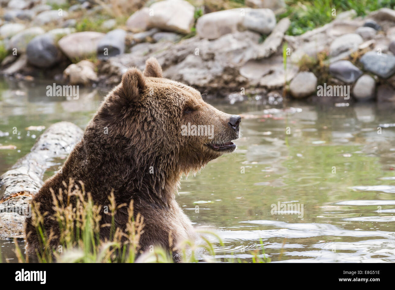 adult grizzly bear enjoying time in a pond filled with water Stock Photo