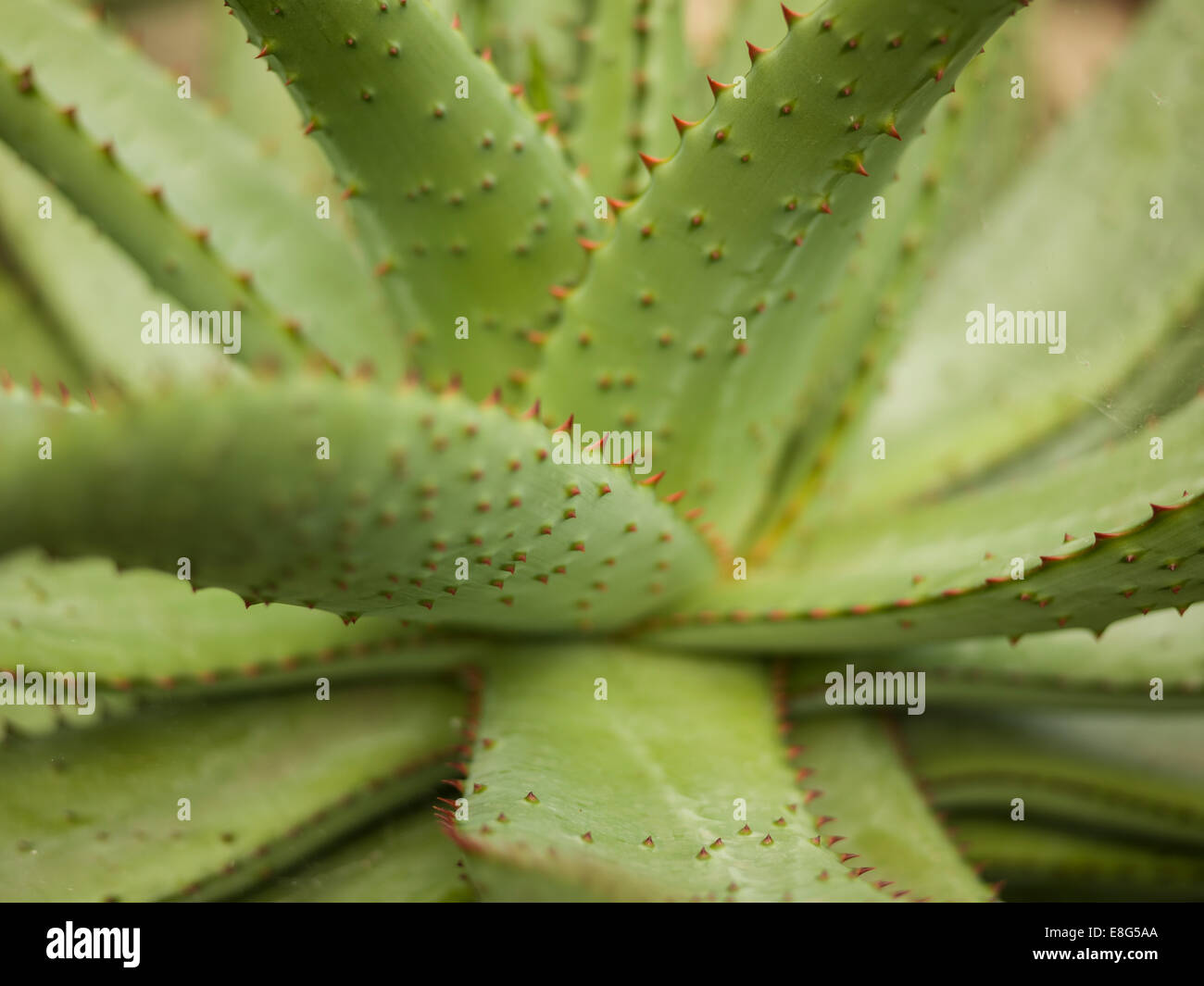 A detail shot of an Aloe plant. Stock Photo