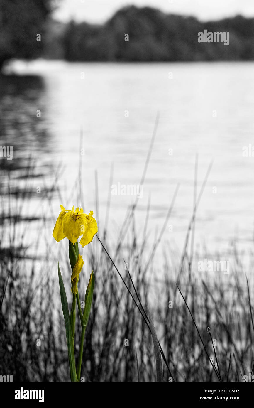 Single Yellow flag Iris on the edge of a lake. Stock Photo