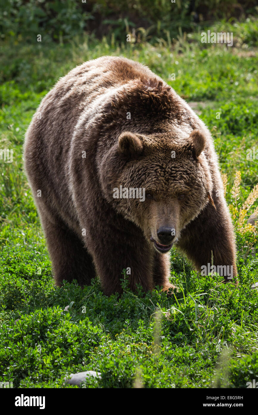 close up of an adult grizzly bear on green grass Stock Photo