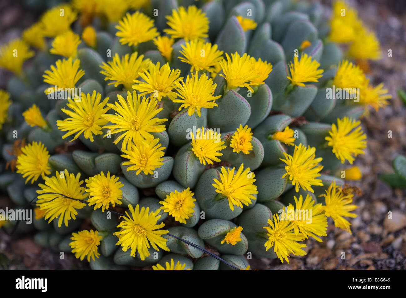 Conophytum elishae succulent blooming blossom Stock Photo