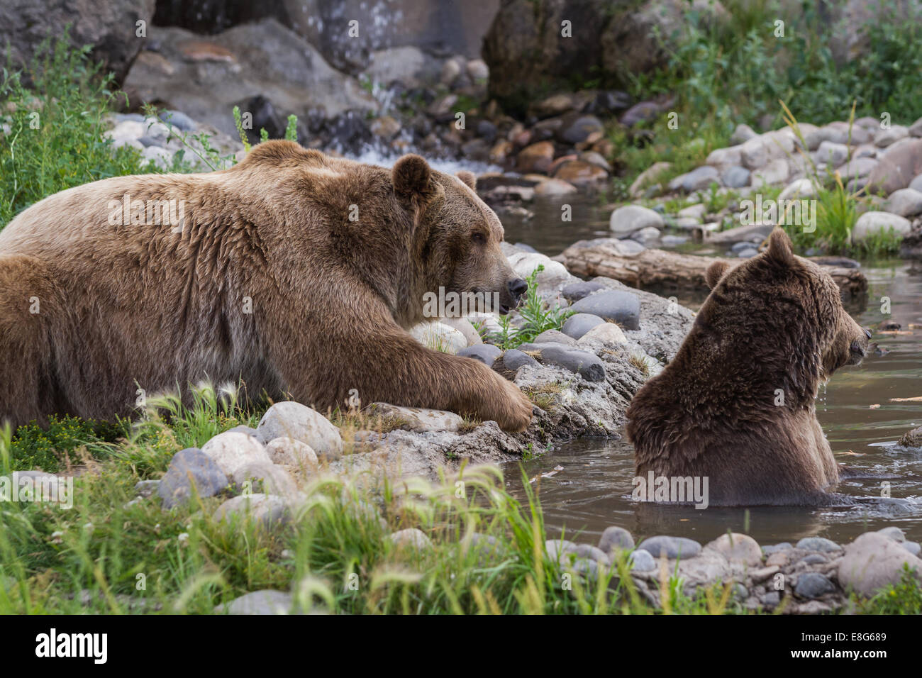 adult grizzly bear enjoying time in a pond filled with water Stock Photo