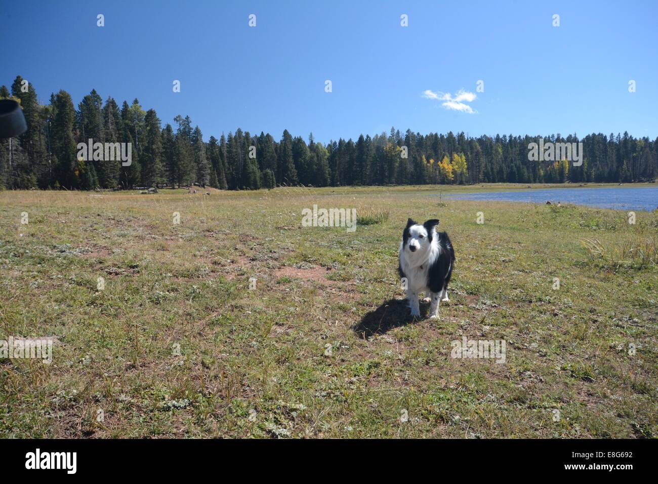 Border Collie and hike to Gregorio  lake in Northern New Mexico. Stock Photo