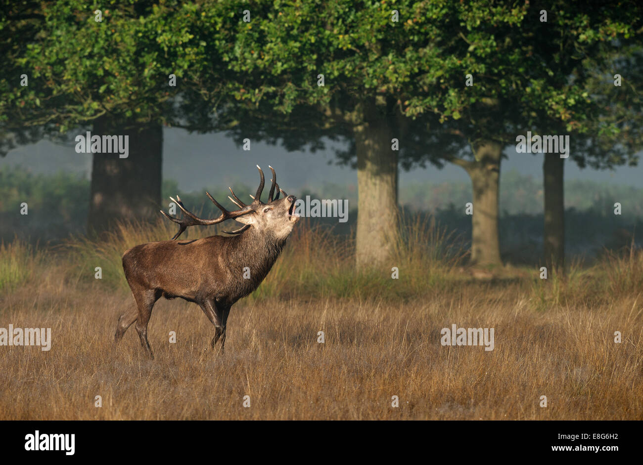 Male Red Deer (Stag)-  Cervus  elaphus bellowing during the rutting season at Richmond Park, London, Uk Stock Photo