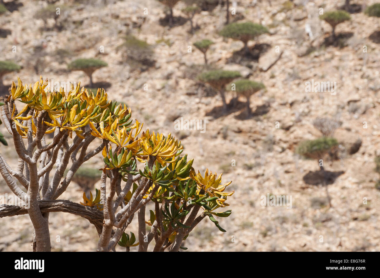 The Socotra desert rose, known as bottle tree (Adenium obesum
