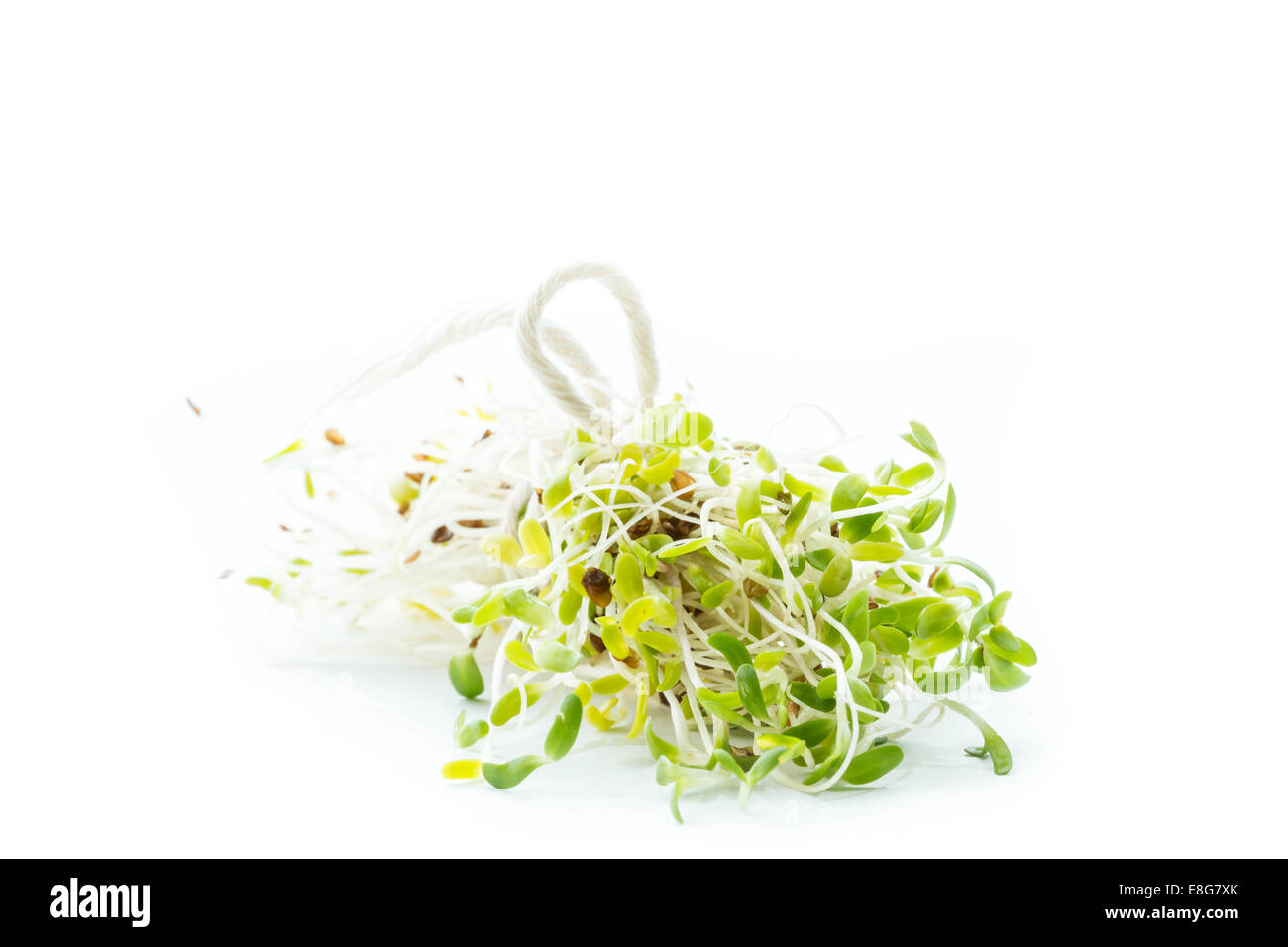 macro of a group of organic broccoli sprouts isolated on a white background Stock Photo Alamy
