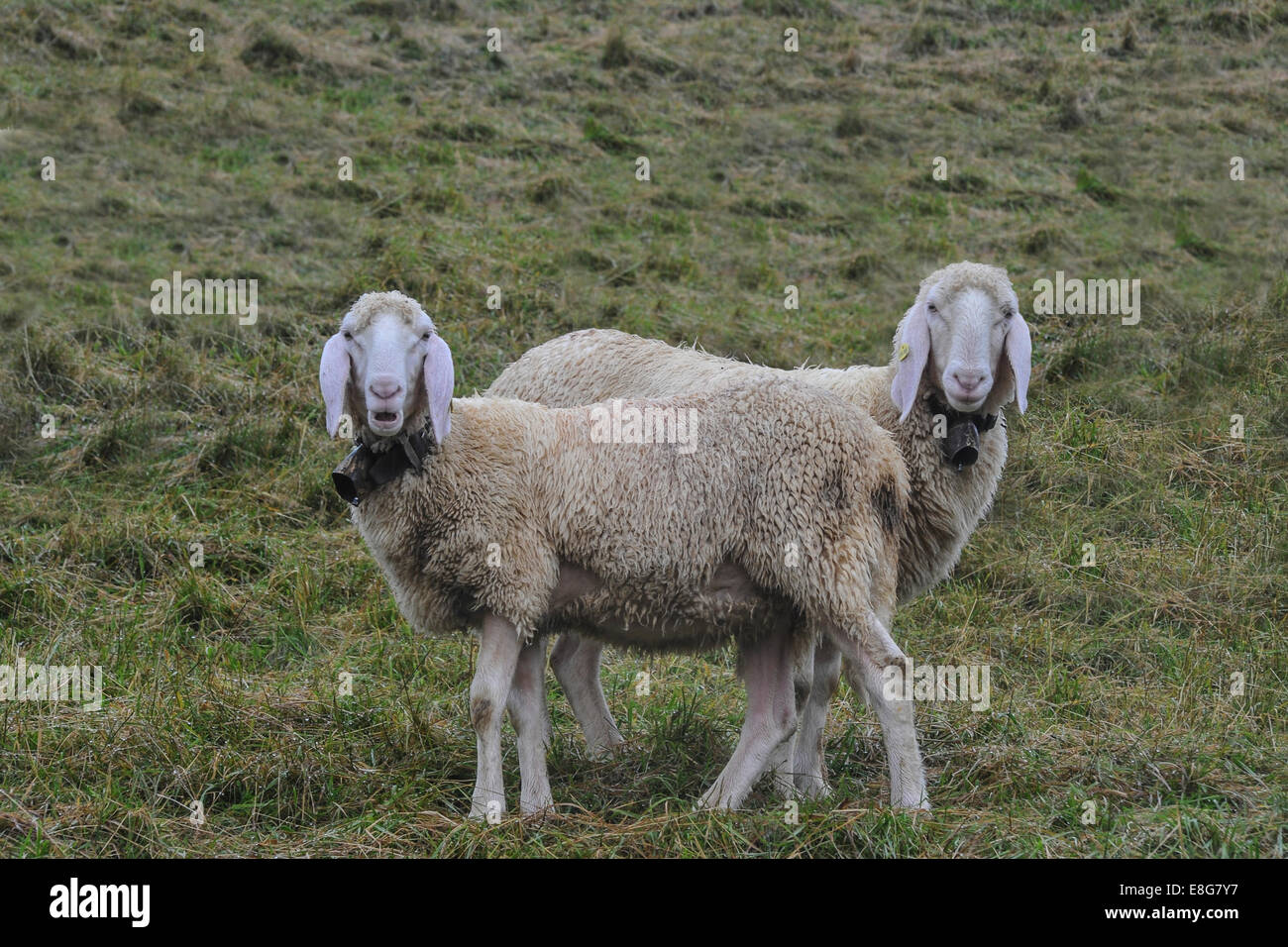 Two sheep look at the camera, one with an open mouthed expression Stock Photo