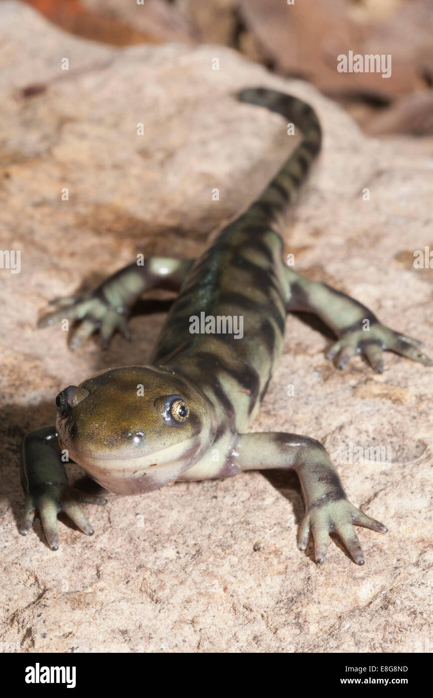 Eastern tiger salamander hi-res stock photography and images - Alamy
