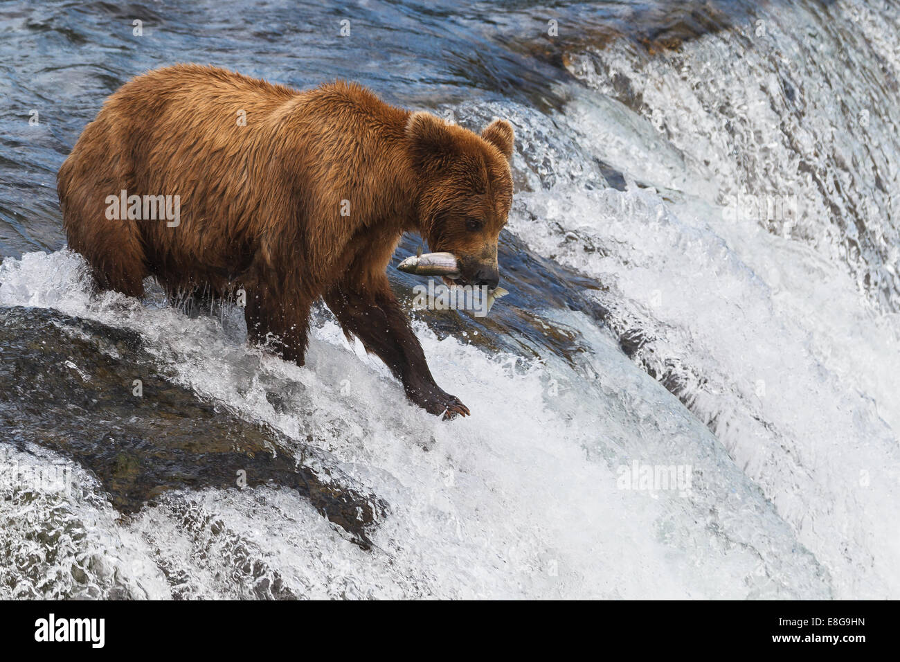A brown bear fishing salmons in Brooks Falls, Katmai National Park, Alaska, United States of America. Stock Photo