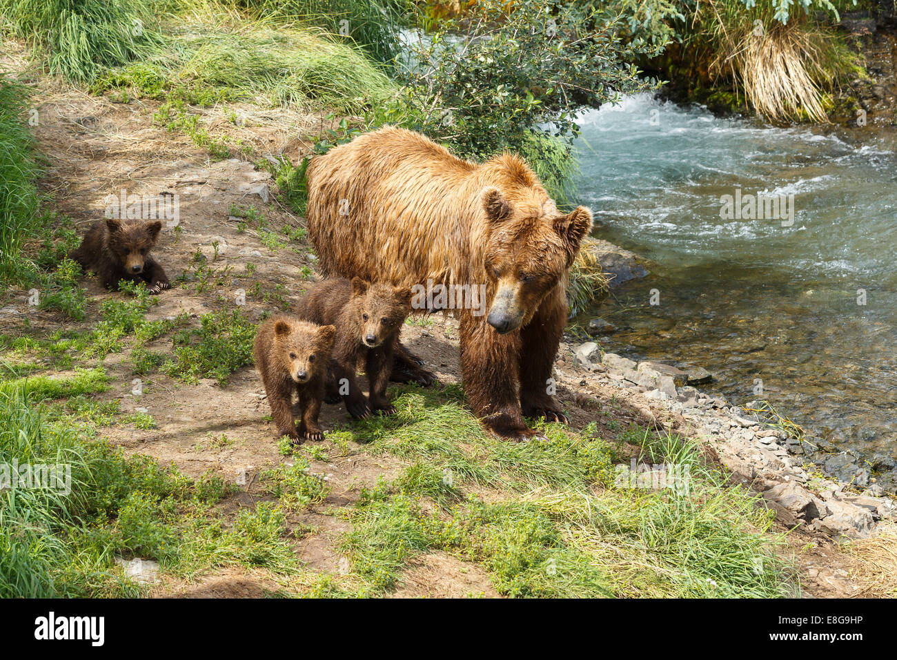 A brown bear sow and her three yearling cubs by Brooks Falls, Katmai National Park, Alaska, United States of America. Stock Photo