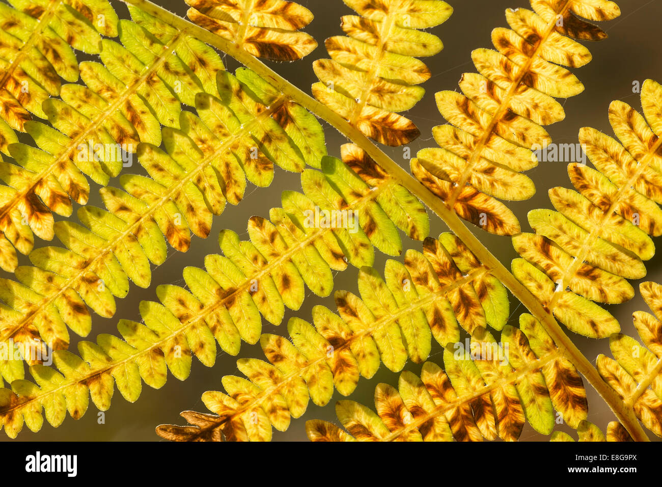 Bracken frond (Pteridium aquilinum) showing autumn colour Stock Photo