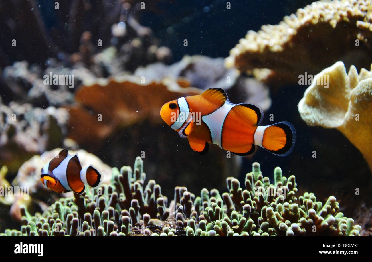 Amphiprion Ocellaris (Clownfish), London Zoo, England Stock Photo