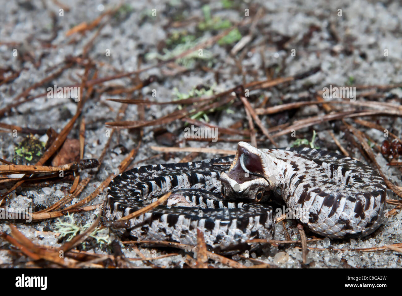 Grass snake playing dead hi-res stock photography and images - Alamy